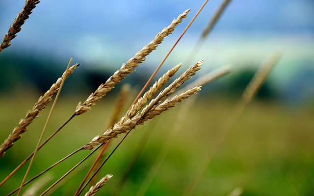 Click Read more to find out more about humics-enhanced fertilisers.