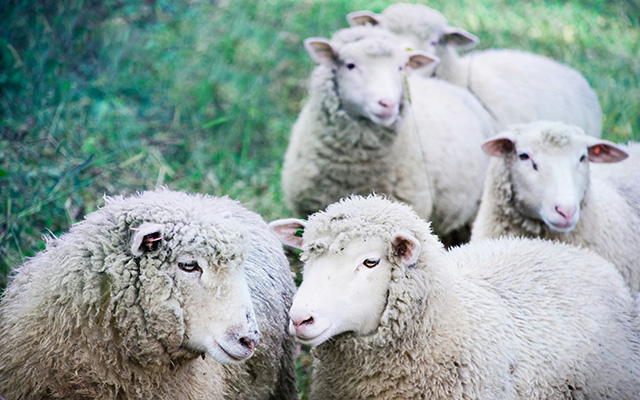ecofarma-world_feed-supplements_humegro-fullspec-livestock
