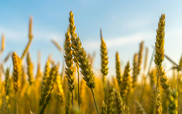 ecofarma-world_humics-enhanced-fertilisers_humegro-dkp
