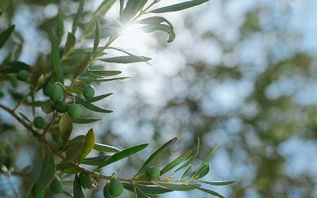 ecofarma-world_soil-conditioners_humegro-fullspec_olive