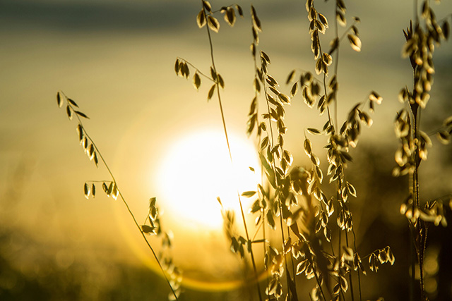 Ecofarma World align with global and regional initiatives. The sun shines through the eco friendly farming of oat field in the foreground.