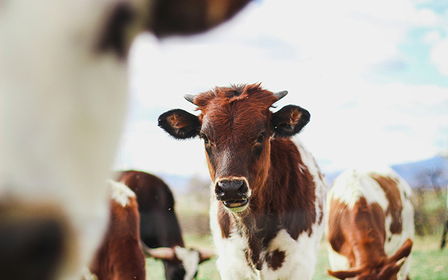 Click Read more to find out more about feed supplements.